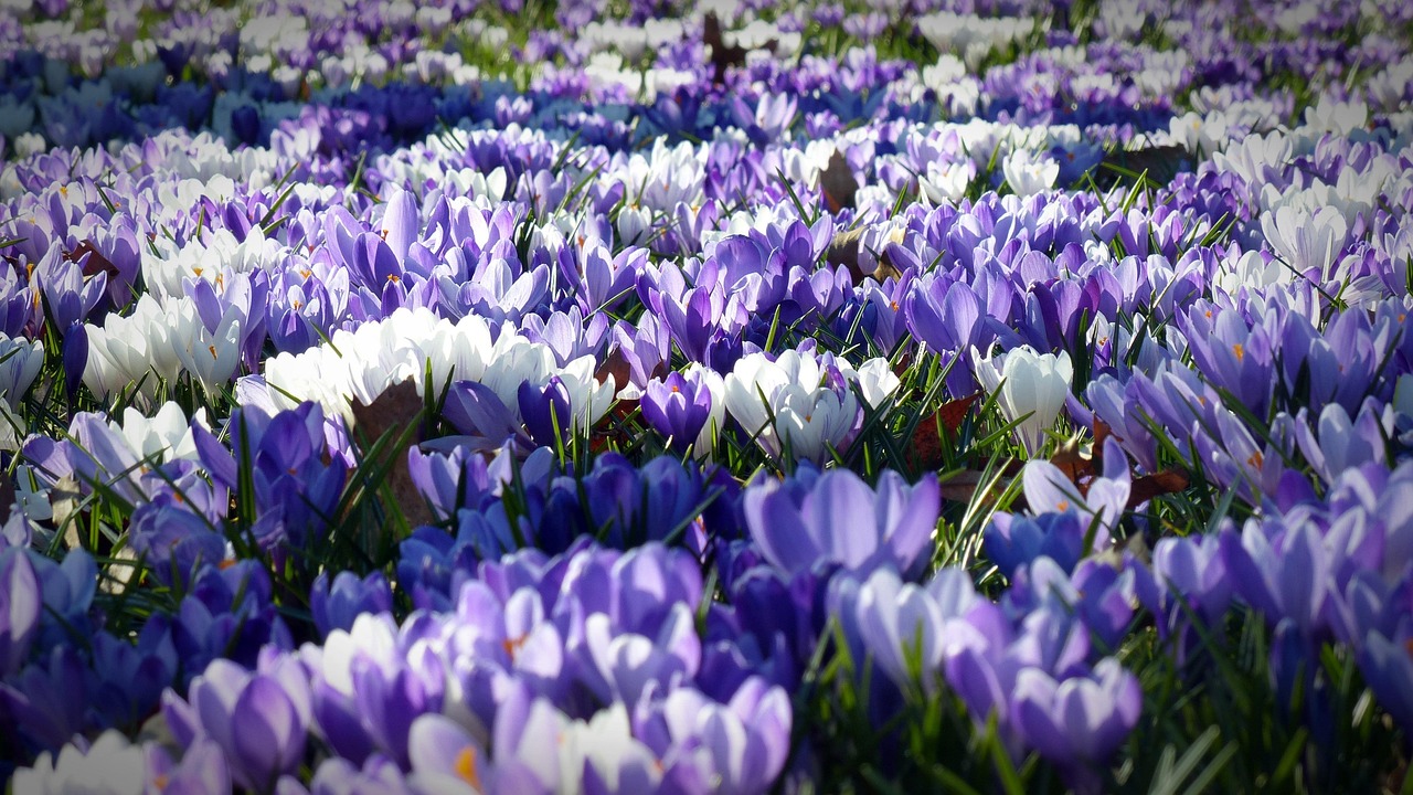 Vorstbescherming over jonge aprilse plantjes. Vorstbescherming over jonge aprilse plantjes.