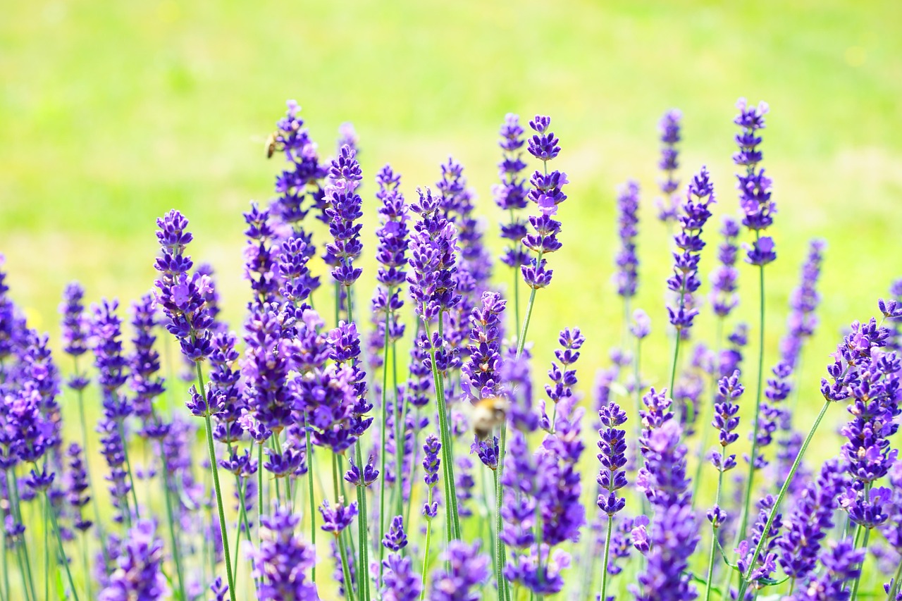 Citrusvruchten en bloemen als zomerse huisgeuren Citrusvruchten en bloemen als zomerse huisgeuren